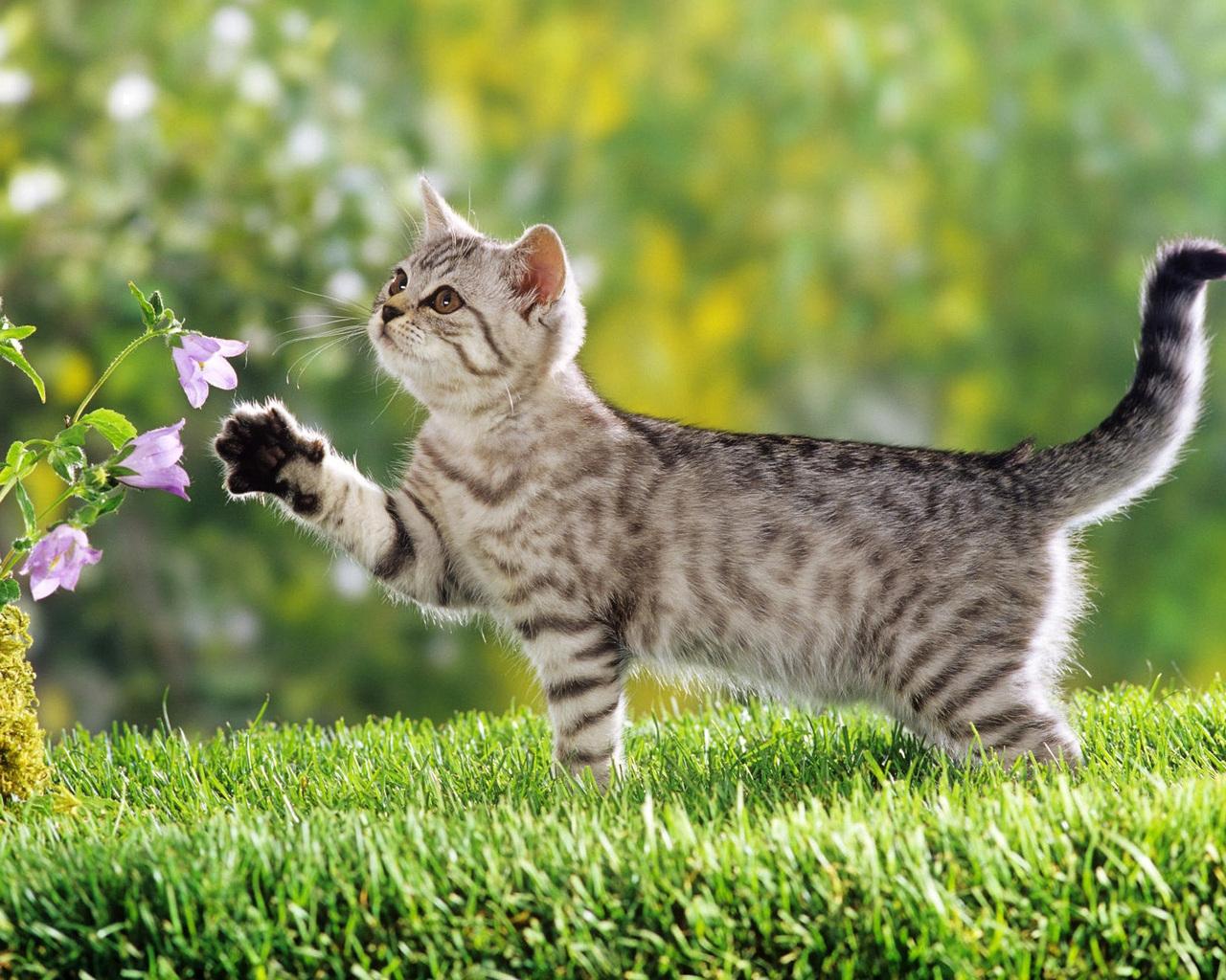 День кошек в России