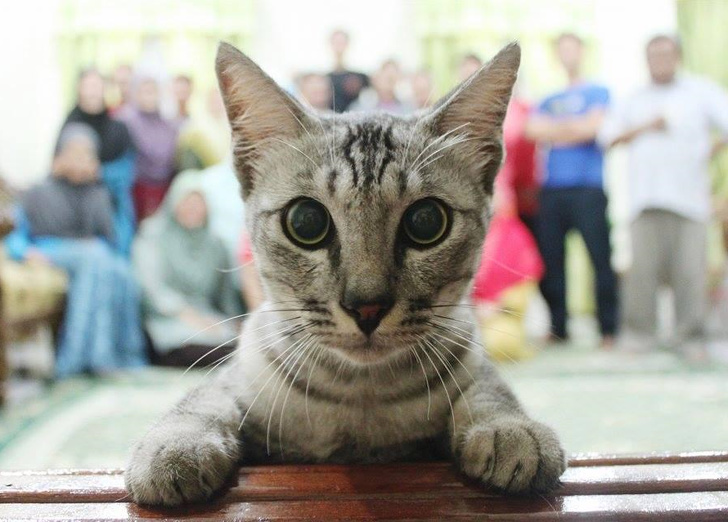 Международный день прав животных