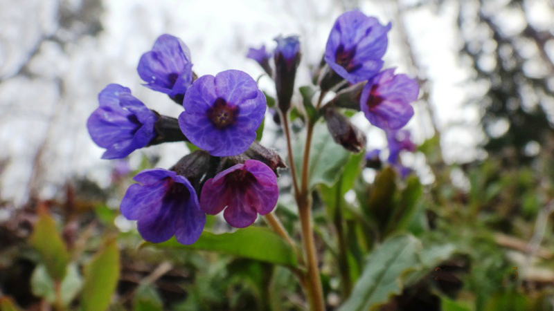 Фомаида Медуница