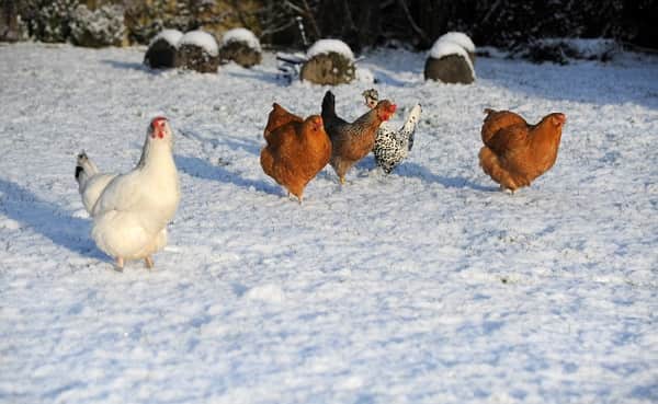 Сильвестров день