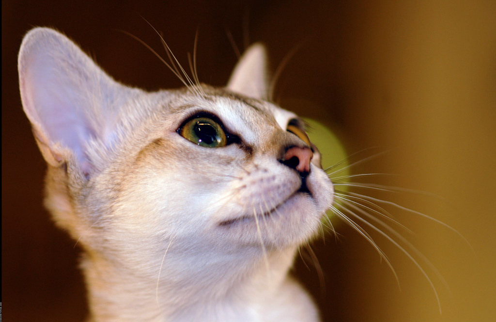 В Лондонском Хрустальном дворце прошла первая в мире выставка кошек