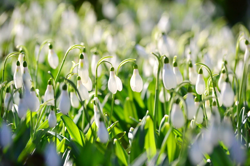 День подснежника