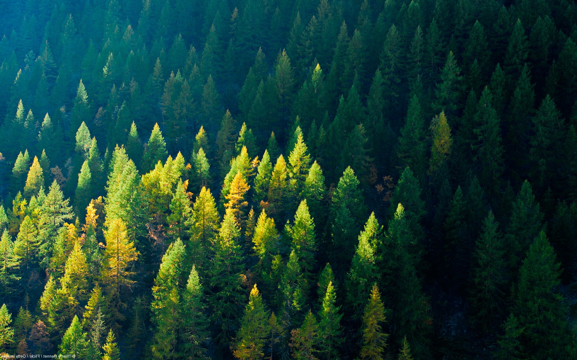 Международный день лесов