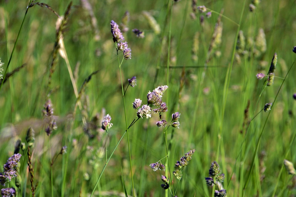 День сбора диких трав