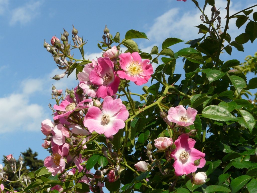 Свобориное дерево (Симон Столпник)