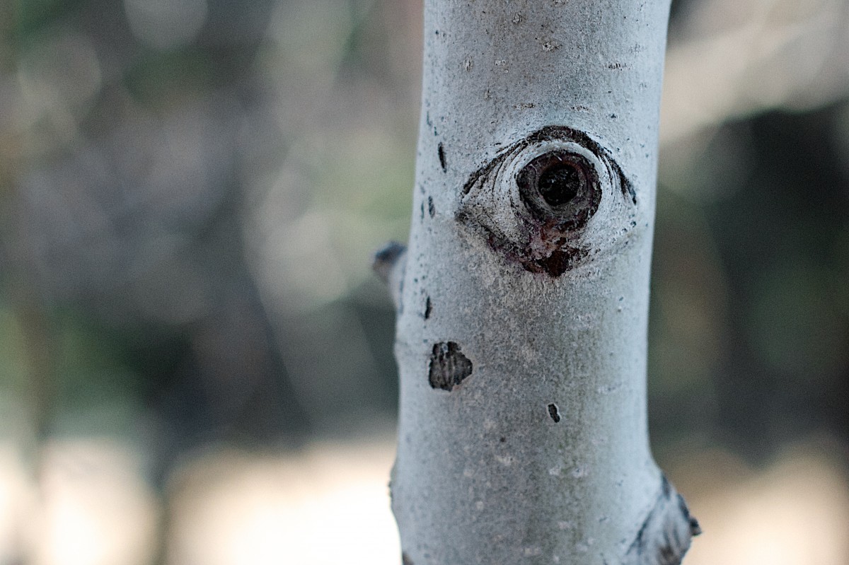 Денис Позимний