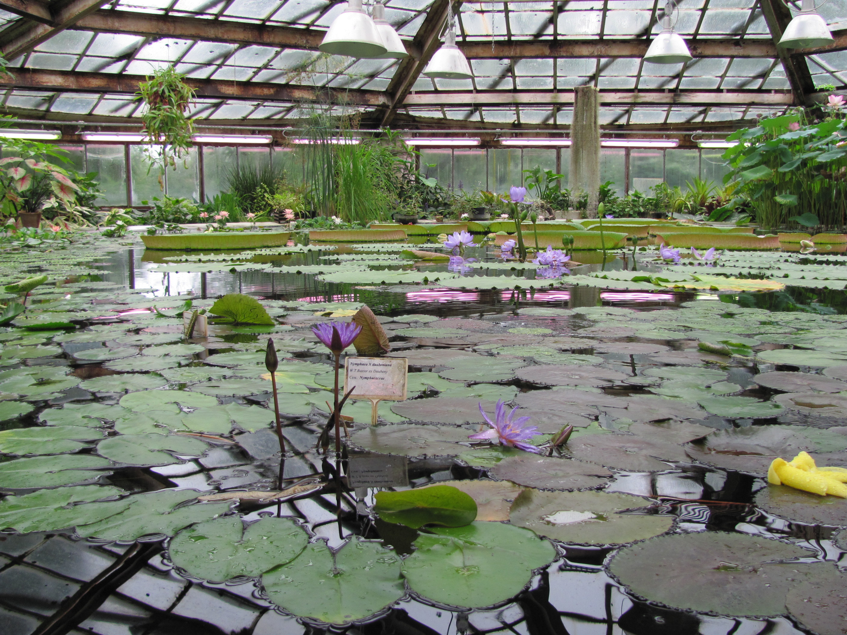 Учрежден Санкт-Петербургский ботанический сад