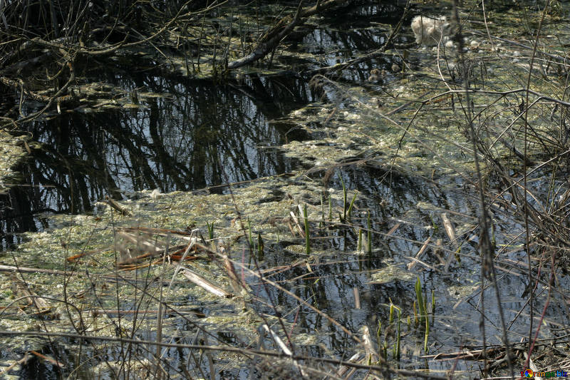 Всемирный день водно-болотных угодий